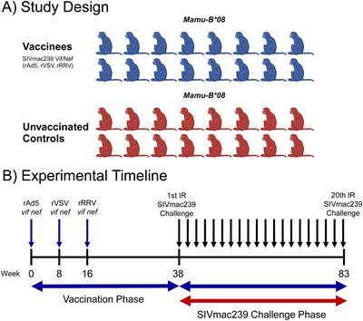 Acute-phase innate immune responses in SIVmac239-infected Mamu-B*08+ Indian rhesus macaques may contribute to the establishment of elite control